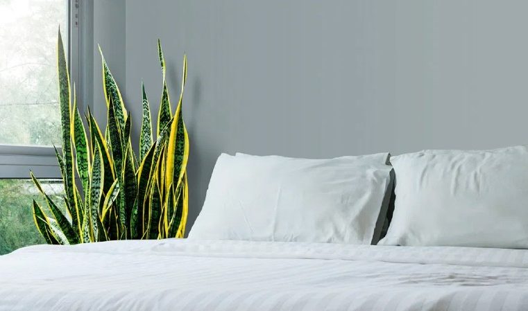 What Are Snake Plants Good For?